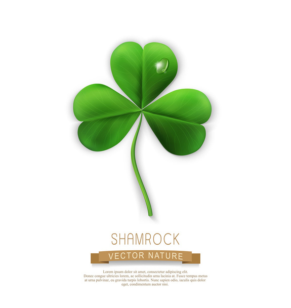 green shamrock leaf  - Διάνυσμα, εικόνα
