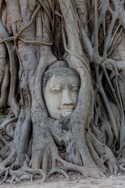 Ancient buddha head embeded in banyan tree from Ayutthaya, Thailand - Photo, Image