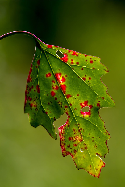 Bladeren in de herfst - Foto, afbeelding