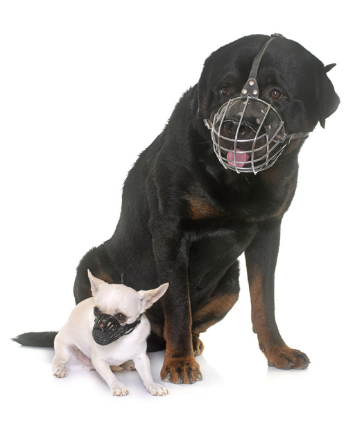 Rottweiler, chihuahua i kagańce - Zdjęcie, obraz