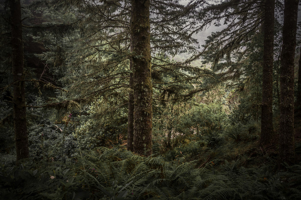 Örökzöld fák és a páfrányok, ködös Hill - Fotó, kép