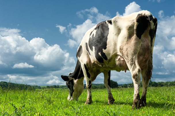 Cow in a field - Photo, Image