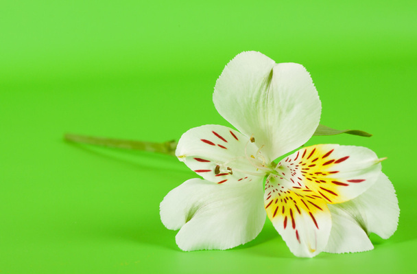 Flor de alstroemeria blanca sobre un tallo
 - Foto, imagen