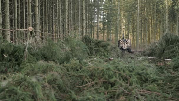 Mit Baumstämmen beladener Transporter fährt weg, um im Wald abzuladen. - Filmmaterial, Video