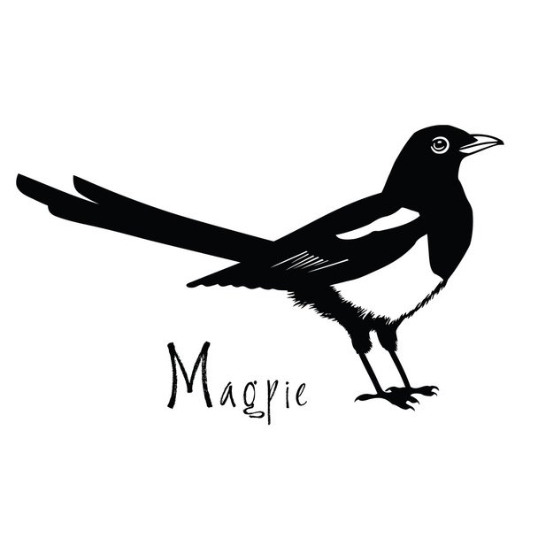 Birds collection Magpie Black and white vector - Vector, imagen