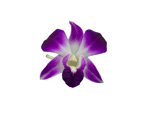 Strauß lila Orchideen isoliert - Foto, Bild