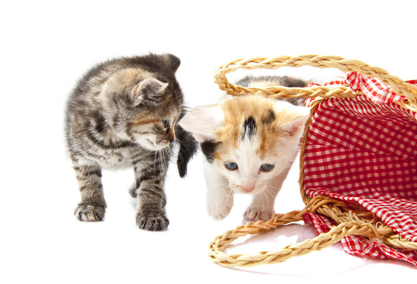 Gatitos encantadores
 - Foto, imagen