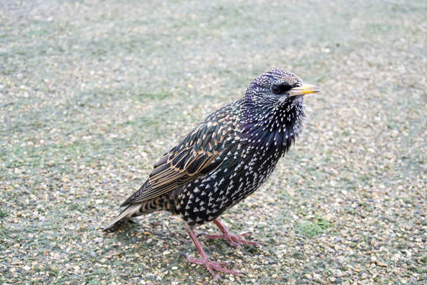 Common Starling (Sturnus vulgaris), also known as the European Starling or just Starling - Photo, Image