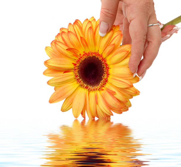 Yellow flower in hand - Valokuva, kuva