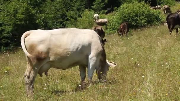 αγελάδες - Πλάνα, βίντεο