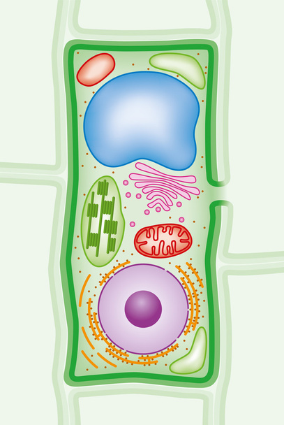 Estructura de la célula vegetal ilustración de sección transversal
 - Vector, Imagen