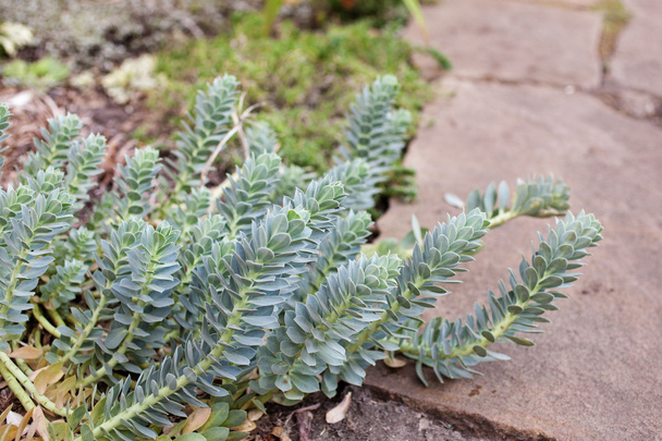 Spurge (Euphorbia myrsinites L., Euphorbiaceae) в саду
 - Фото, изображение