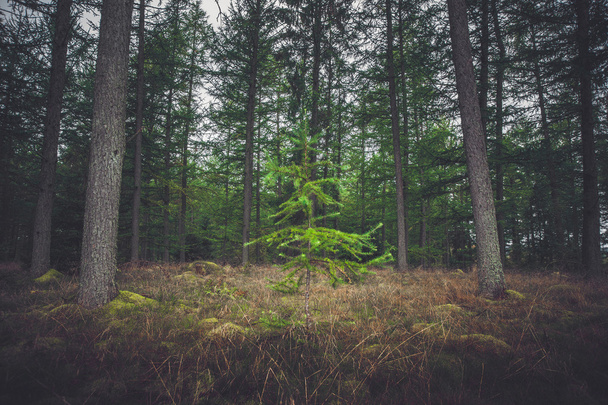 Pojedynczy, zielone sosny w lesie - Zdjęcie, obraz