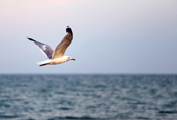 seagull flying over the rough sea - 写真・画像