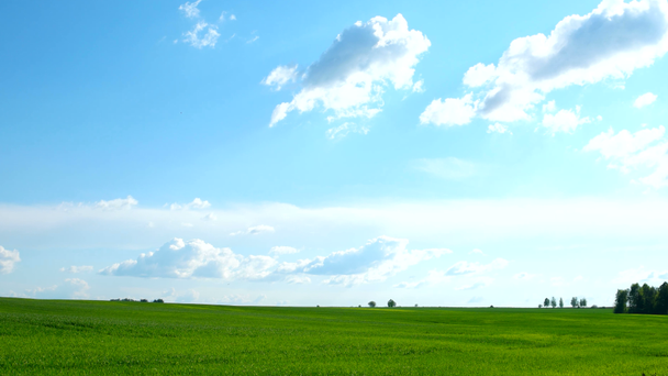 Natuurlijke achtergrond op het platteland. Veld met tarwekiemen. Wolkenlandschap in de lente zonnige dag. Rusland. - Video