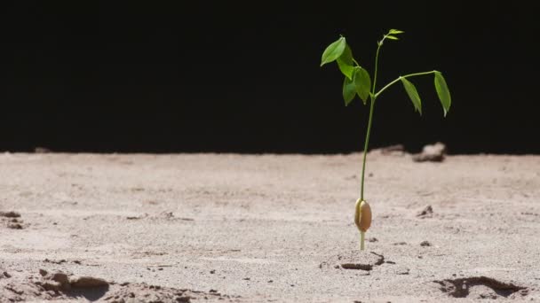 young seedling of tree in the sand with strong wind - Πλάνα, βίντεο