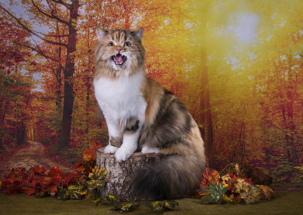 кошка играет в осеннем лесу
 - Фото, изображение