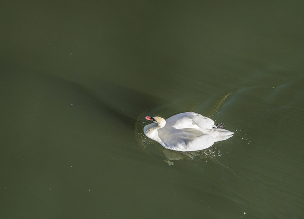 swan swims at river Moselle - Photo, Image
