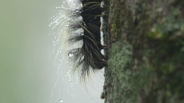 gusano mariposa comiendo musgo y liquen
 - Metraje, vídeo