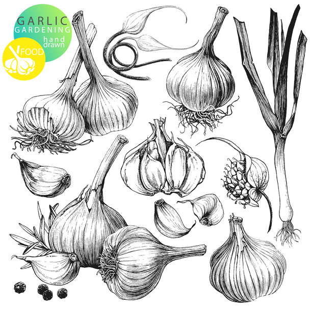 Garlic - Vector, Image