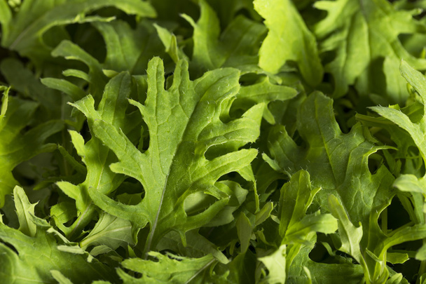 Raw Green Organic Baby Kale - Photo, image