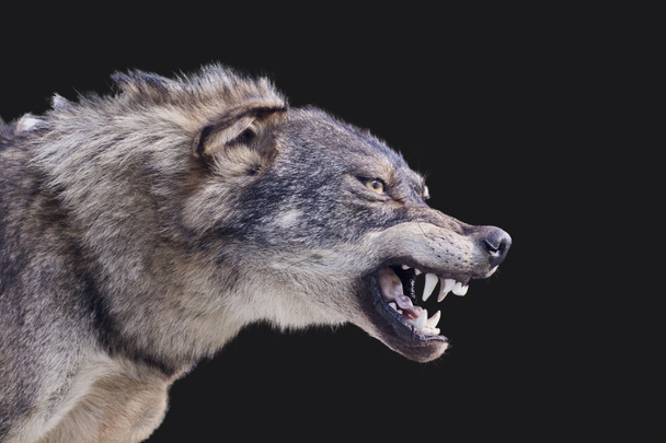 Wolf ausgestopft - Foto, Bild