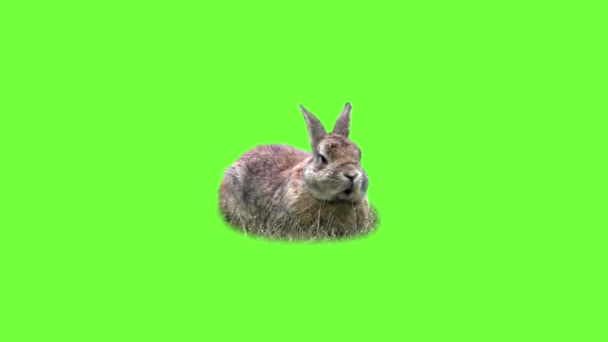 Funny rabbit on the grass - Video, Çekim