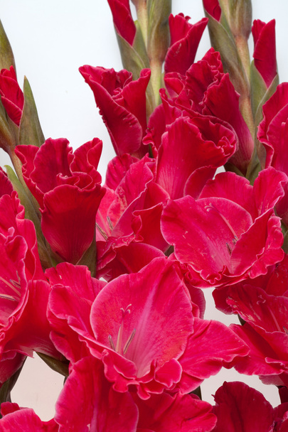 Gladiolo rojo aislado en blanco - Foto, Imagen