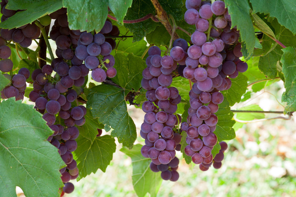 Розовый виноград в винограднике
 - Фото, изображение