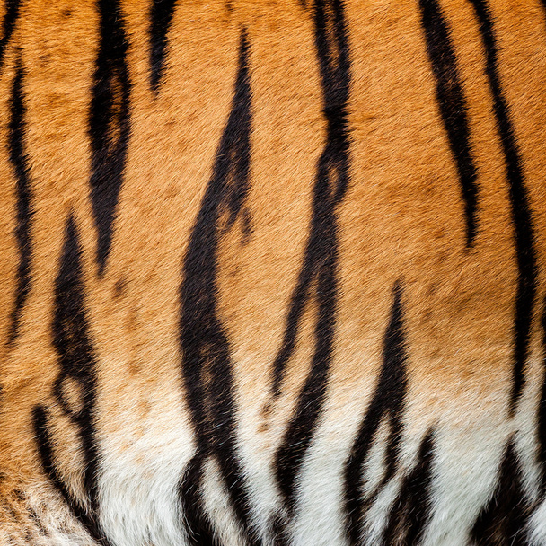 Real Live Tiger Fur Stripe Pattern Background - Photo, Image
