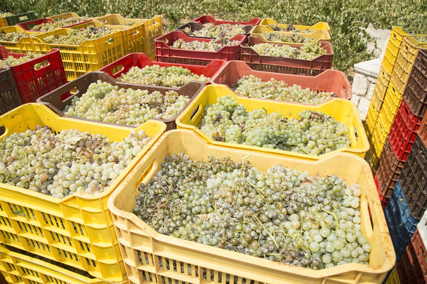 White grapes in boxes - Foto, afbeelding