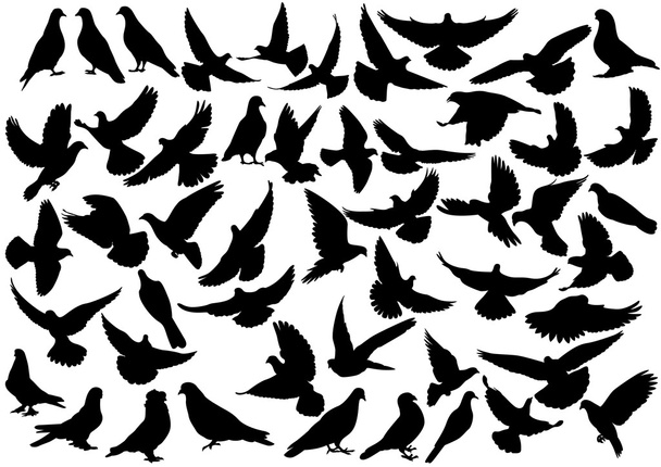 duif silhouetten - Vector, afbeelding
