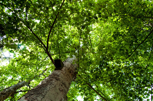 Branches vertes dans un bois
 - Photo, image