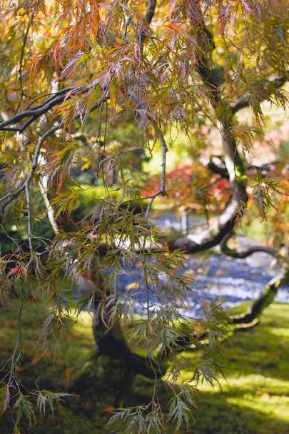 Japanese Cut Laced Leaf Maple Tree Closeup - Foto, afbeelding