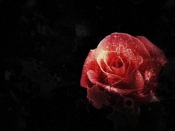 Belle fleur rose sur fond vintage
 - Photo, image