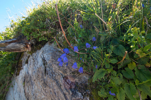 Bluebells and alpine herbs on a rock - Fotoğraf, Görsel