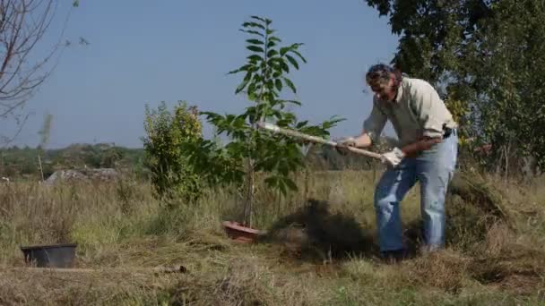 ogrodnik przesadzania drzewa - Materiał filmowy, wideo