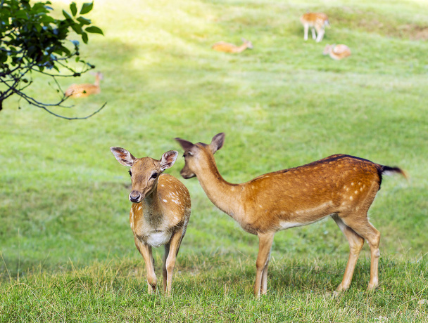 Young deer hind looking - Photo, Image