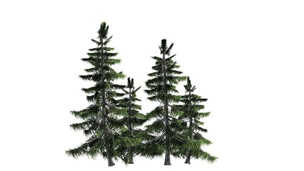 Alaska Cedar drzewa klastra na białym tle - Zdjęcie, obraz