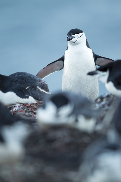 Adelie penguenleri - Fotoğraf, Görsel