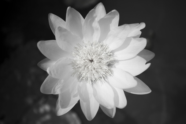Liljan lähikuva
 - Valokuva, kuva