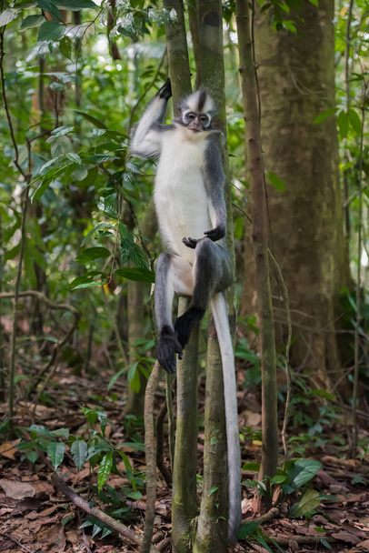 Продуманий Томас лангур сидить високо на пень (Суматра, Ind - Фото, зображення