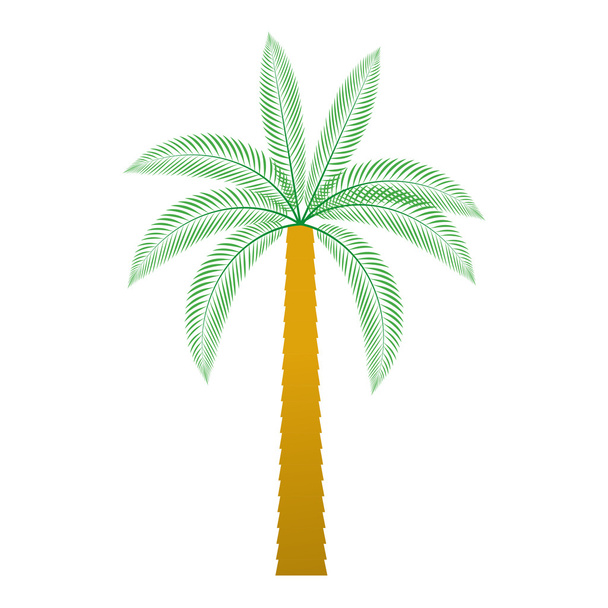 Palme tropischer Baum isolierte Ikone - Vektor, Bild