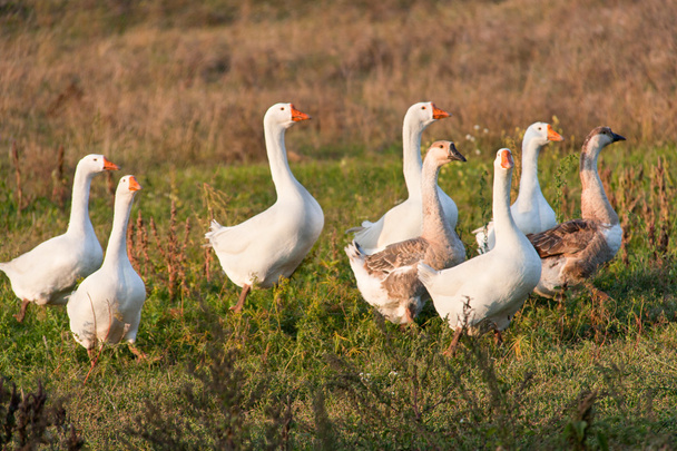bandada de gansos pastando en la hierba en el otoño
 - Foto, imagen