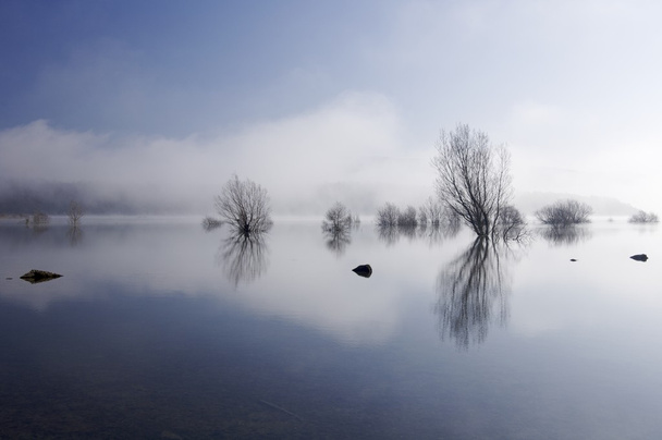 木と反射の湖 - 写真・画像