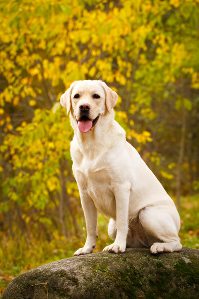 φθινόπωρο σκυλί Λαμπραντόρ Ριτρίβερ - Φωτογραφία, εικόνα
