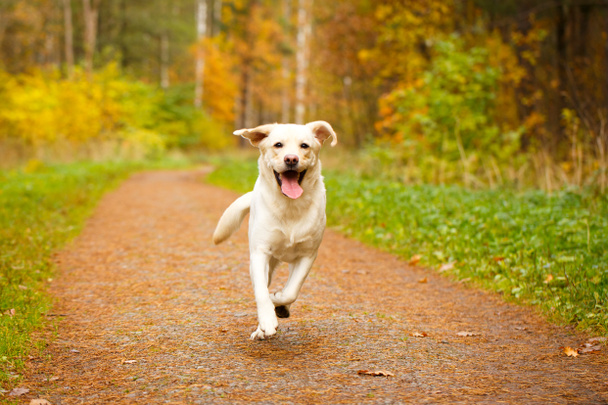 φθινόπωρο σκυλί Λαμπραντόρ Ριτρίβερ - Φωτογραφία, εικόνα