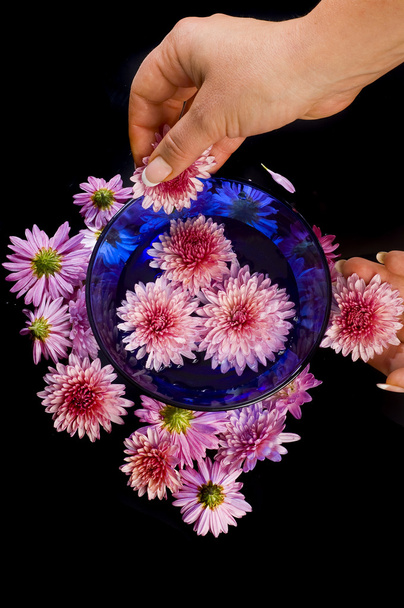 Chrysanthemum - Zdjęcie, obraz