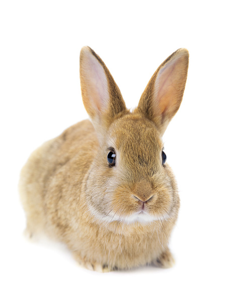 Крупним планом кролик
 - Фото, зображення