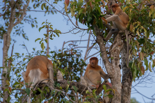 Mono Holandés sentado en una rama de un árbol alto (Kumai, Indonesia
) - Foto, Imagen